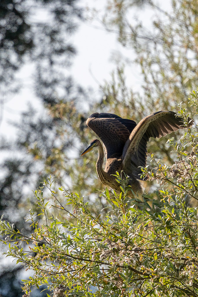 Héron pourpré dans les saules